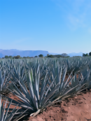 5 Fun Facts Plus 1 Travel-Inspired Tequila Recipe