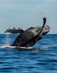 Tonga Whale Swim Trip