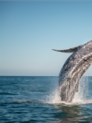 11 Best Places in the World to Go Whale Watching