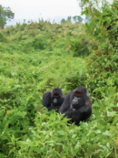 World Gorilla Day: 3 Things a Travel and Animal Lover Can Do