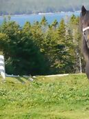 Newfoundland Ponies Are The Joy We All Need Right Now