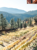 Places You Can Tour Wine Country Close to Home