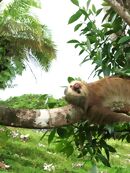 Sloths Named the New National Animal of this Central American Country